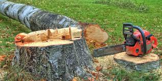 Best Tree Removal Services  in Anoka, MN